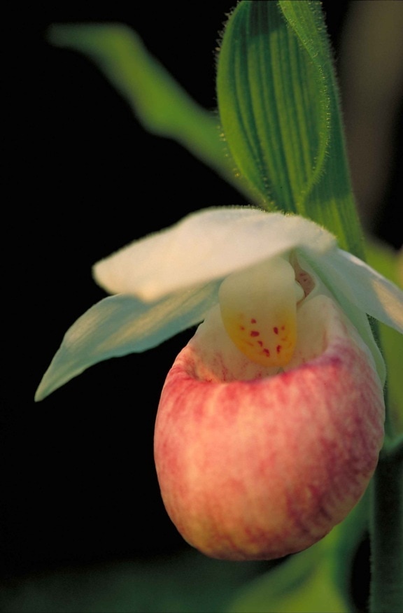 up-close, világos rózsaszín, fehér, orchidea, virág, cypripedium reginae