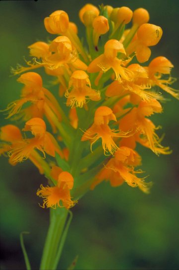 de près, orange, jaune, orchidée, fleurs, jaune, crêté, orchidée, Platanthera, cristata
