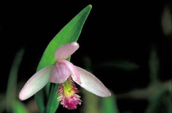 up-close, rose, pogonia, snake, mouth, orchid, blossom, pogonia, ophioglossoides