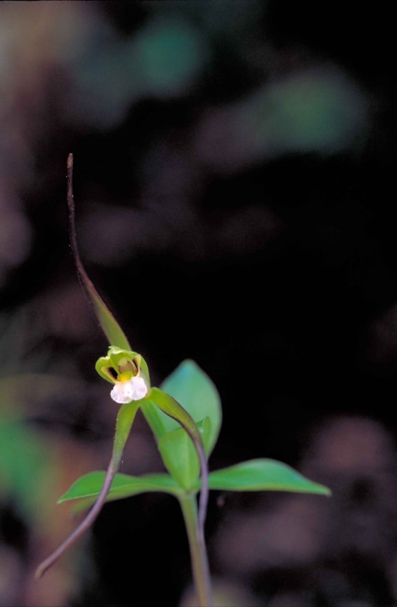up-close, klein, grün, weiß, weinrot, Orchidee, Blüte