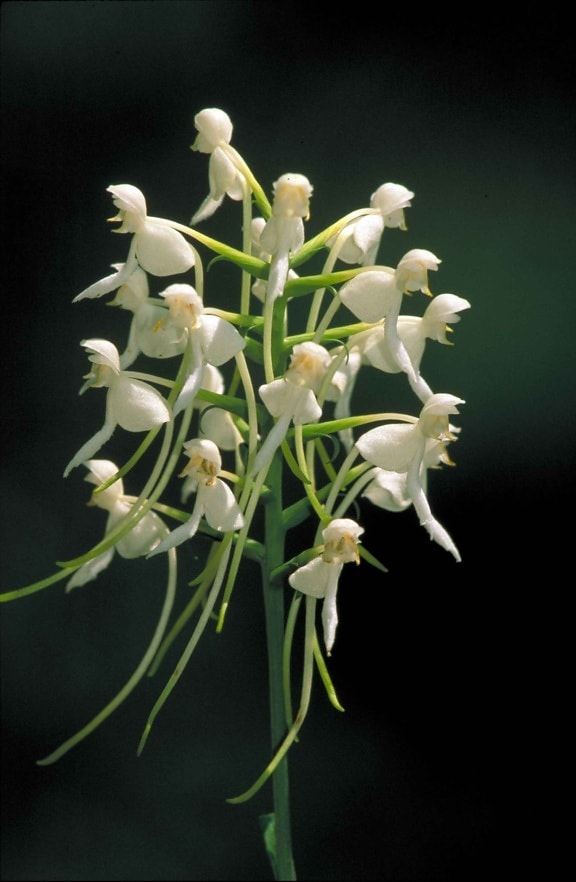 perto, pequena, branca, fringeless, orquídea, flor platanthera integrilabia, flores, cluster, talo
