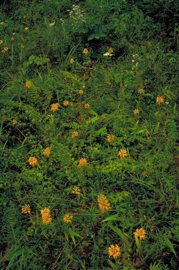 Cluster, orange, gelb, Orchidee, Blüten, Stengeln, Farne