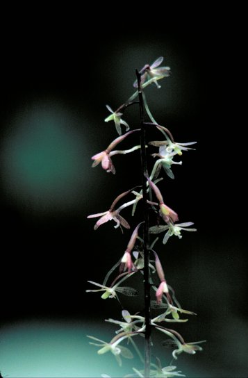 Cranefly orkidea, kukka