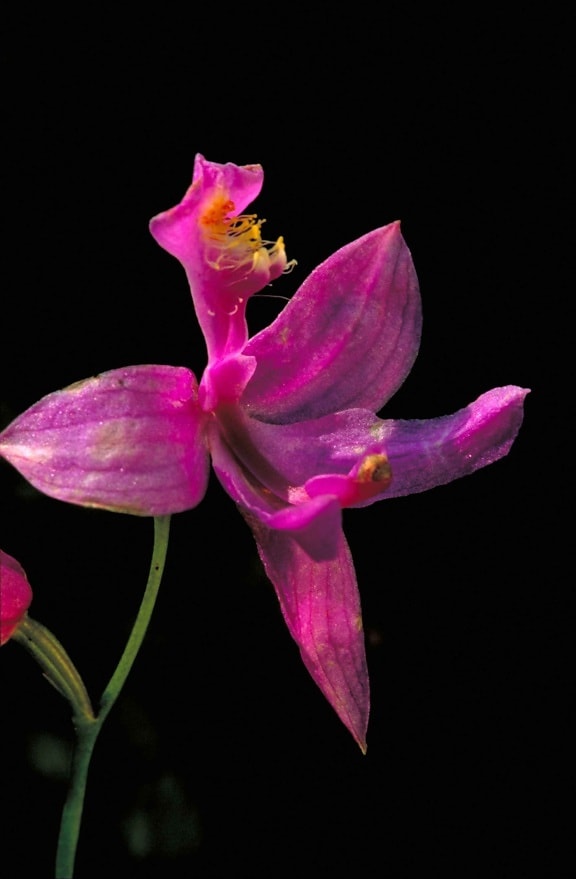 donker, roze orchid blossom, calopogon, pulchellus