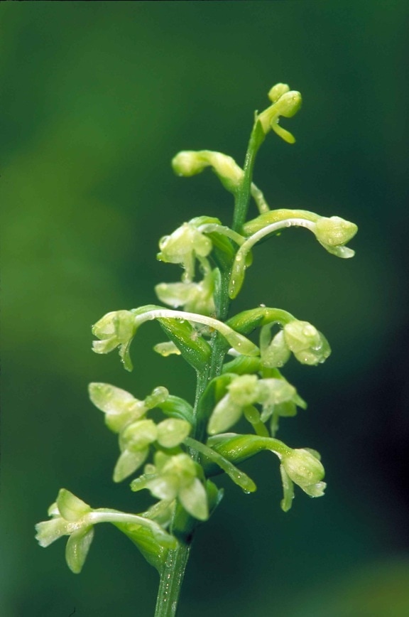 green, fringed, orchid, up-close, flower