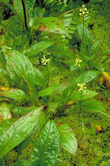 สีเขียว เดิน กล้วย ไม้ ดอกไม้ พืช platanthera, lacera