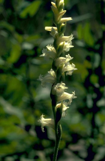 Орхидея, макро, Фото