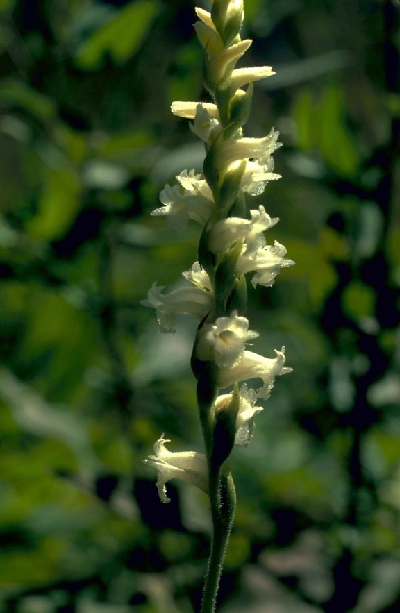 Orchidee, Makro, Foto