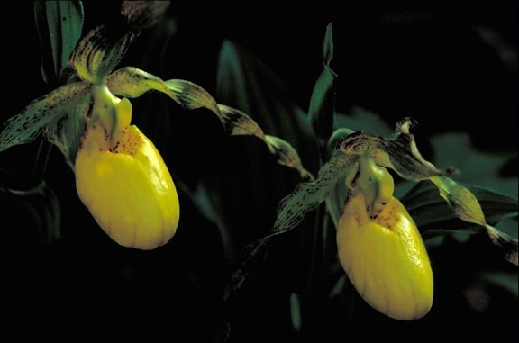 macro, fotografie, galbene, flori de orhidee,