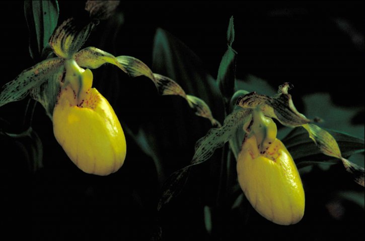 makro, Kwiaty orchidei, Fotografia, żółty,