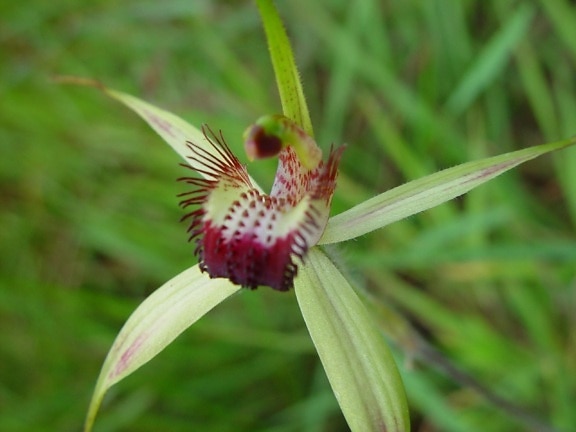 nativo, orquídea, wanneroo