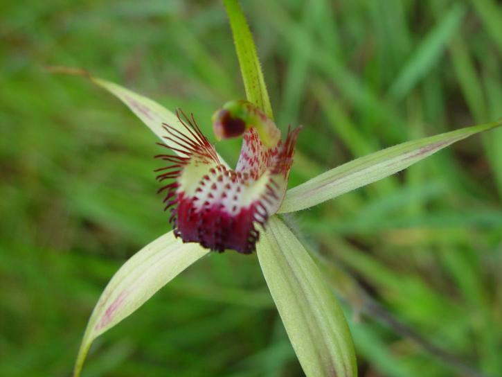 nativo, orchidea, Wanneroo