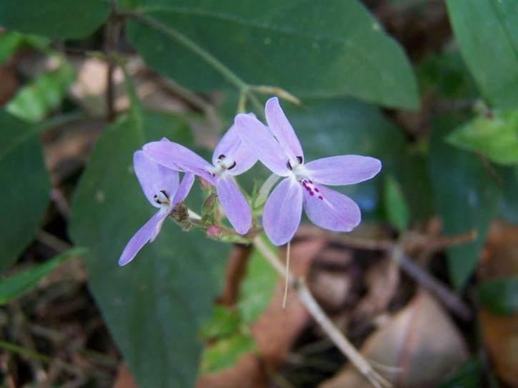 nativo, orchidea, Wauchope
