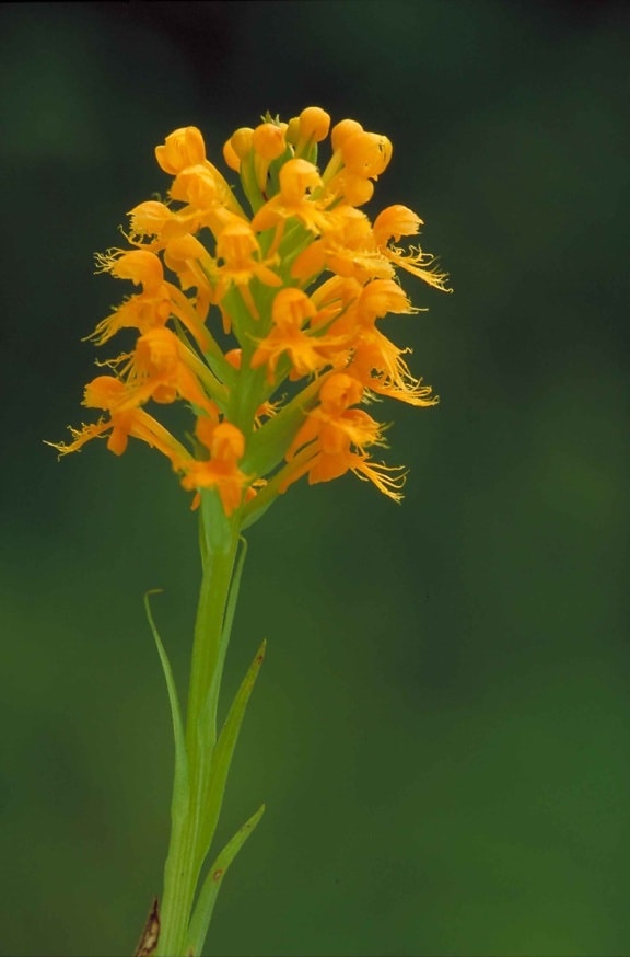 naranja, amarillo, con cresta, orquídea, platanthera, cristata, flores, tallos