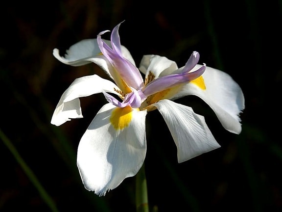 orkidé, blomst, orchidaceae