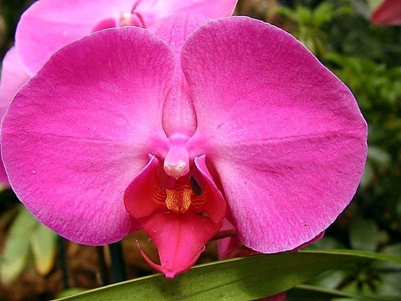 orchidea, piros