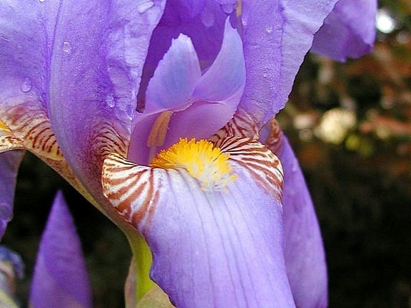 fialové kvety, orchidey