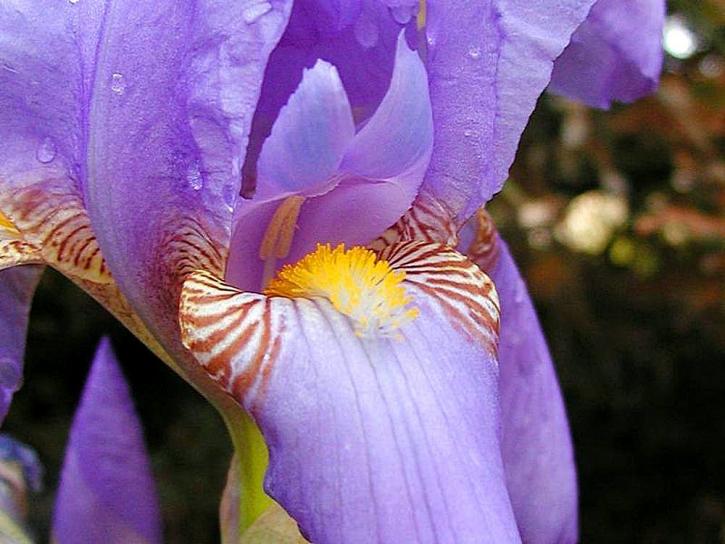 lilla blomster, orkideer