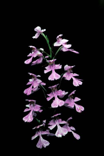 orkidé, professional, blommor, lila, Fotografi