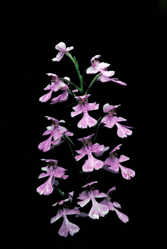 fialová orchidej, květy, professional, fotografie