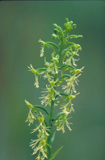 ragged, fringed, orchid, stalk, many, delicate, white, orchid, blossoms, dripping, water