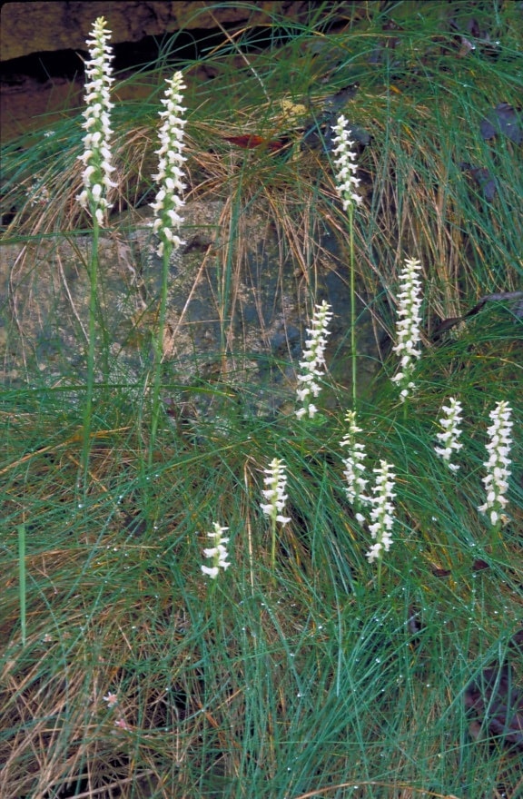 several, stems, white, orchid, blossoms, growing, long, grass, rock