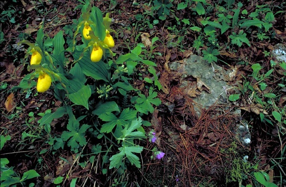 several, yellow, orchid, blossoms, single, stemmed, plants, forest, floor