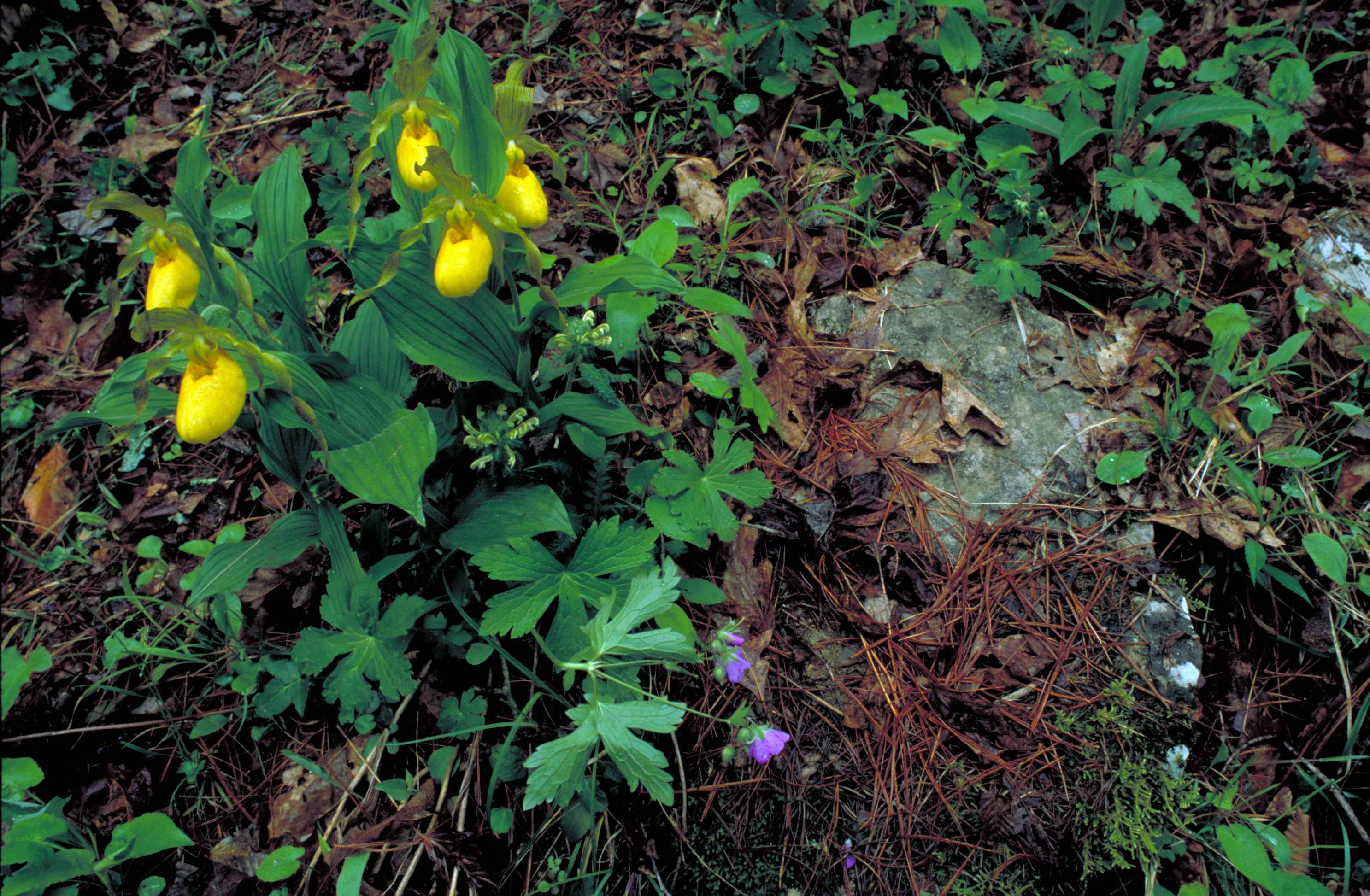 Imagem gratuita: vários, amarela, orquídea, flores, única, resultou,  plantas, florestas, chão