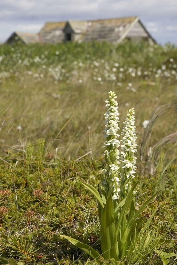 simeonof, island, white, bog, orchid, platanthera, dilatata