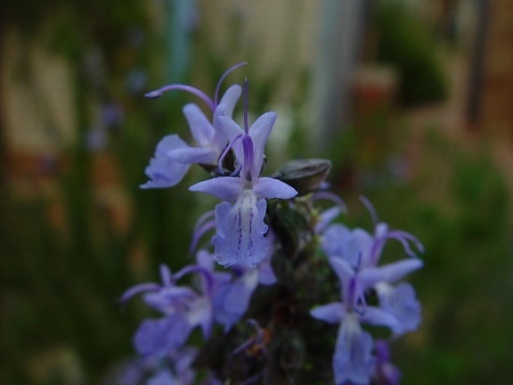 kleine, paarse orchidee, bloemen