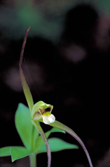 pequeno, whorled, pogonia, orquídeas, planta, isotria, verticillata