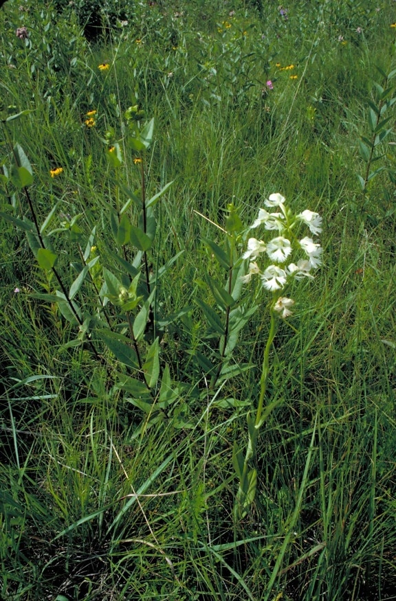 threatened, white, orchid, blossoms, stem, associated, plants