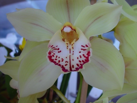 branco, vermelho, orquídea