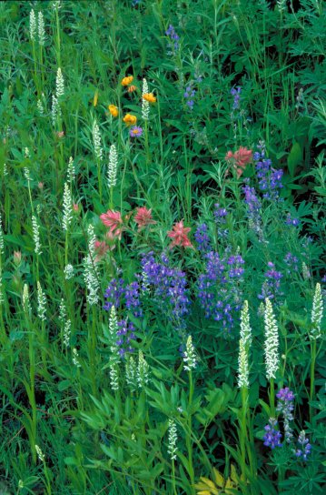 white, bog, orchid, plant, platanthera, dilatata, blossoms, associated, paintbrush, lupine