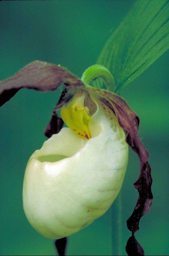 blanco, burdeos, orquídea, flor, kentuckiense cypripedium