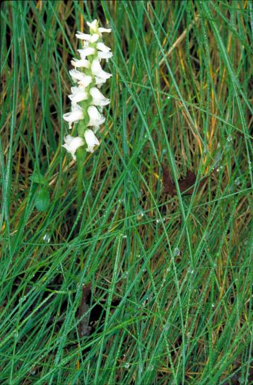 wit orchidee, bloesems, sigle, stengel, spiranthes steenbreek