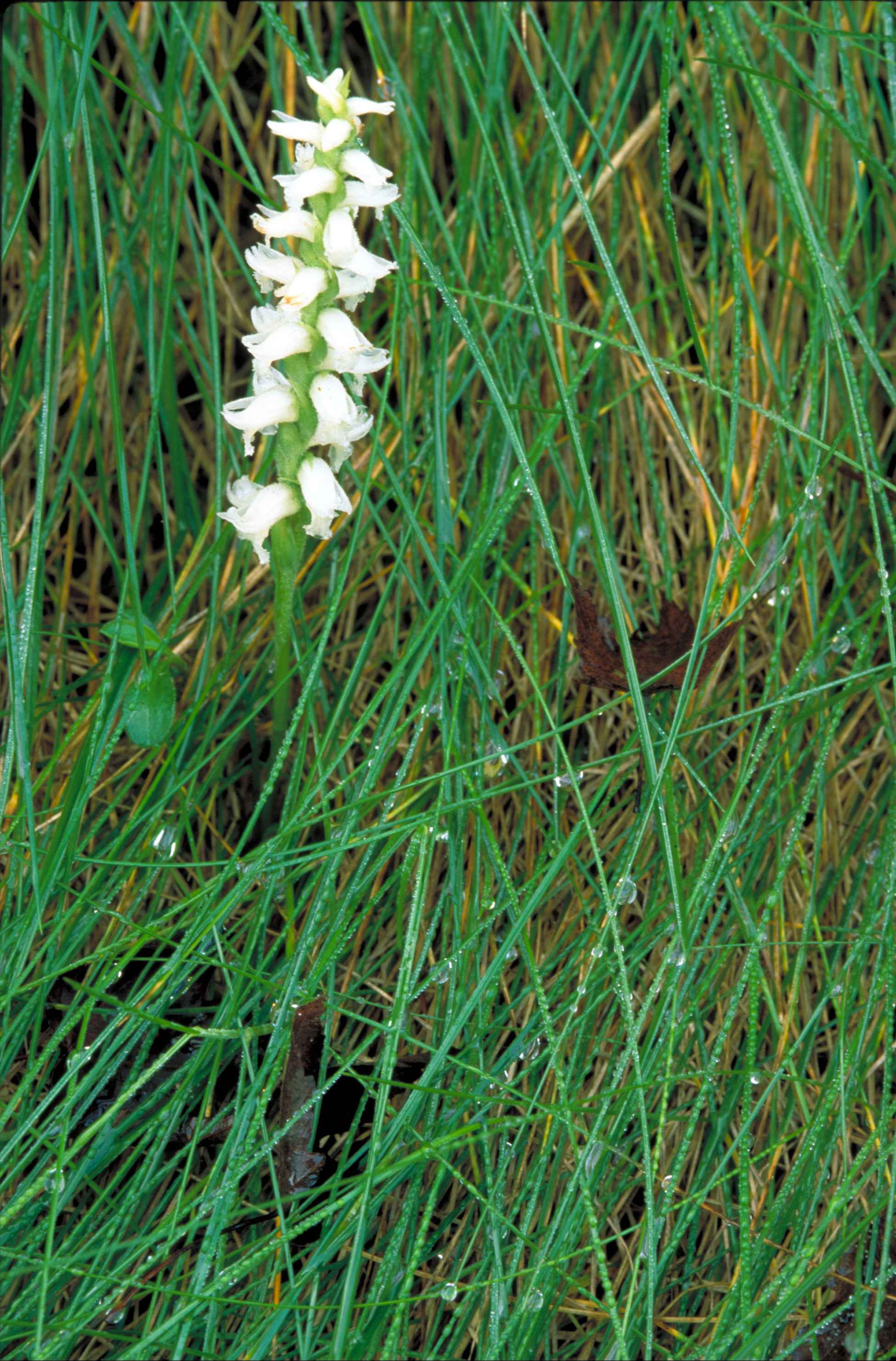 フリー写真画像 白 蘭 花 単一 茎 ネジバナ Cernua