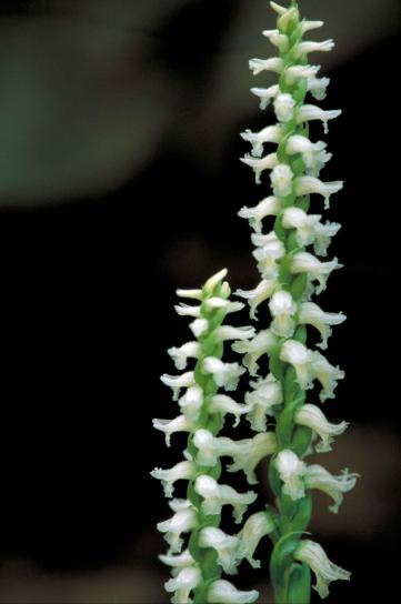 white, orchid, blossoms, spiriling, stem, nodding, spiranthes cernua