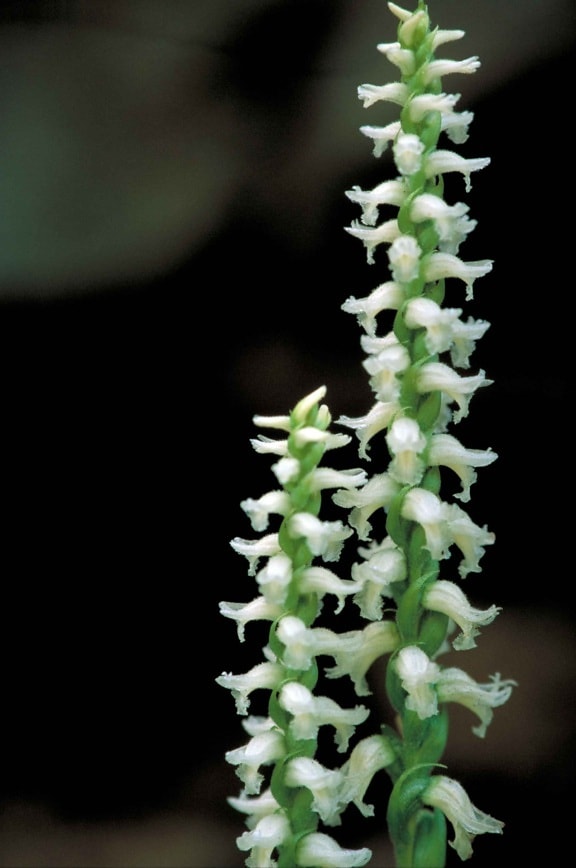 білий орхідеї цвітіння, spiriling, стебло, киваючи, spiranthes cernua