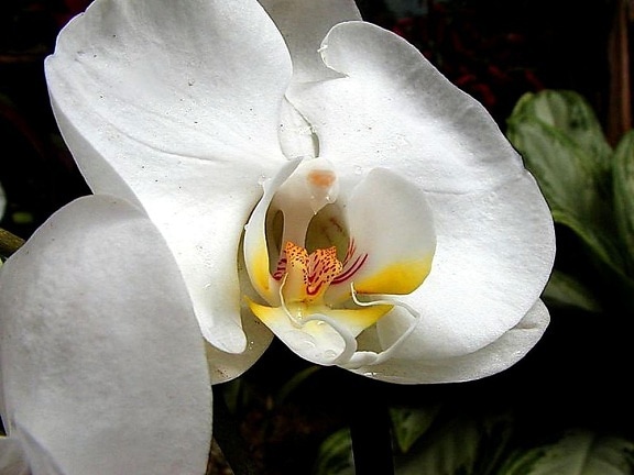 hvit, orkideer