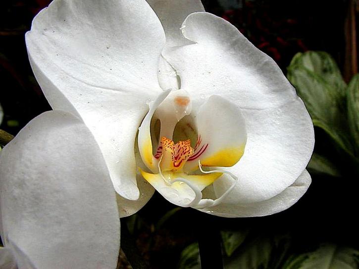 vita, orkidéer
