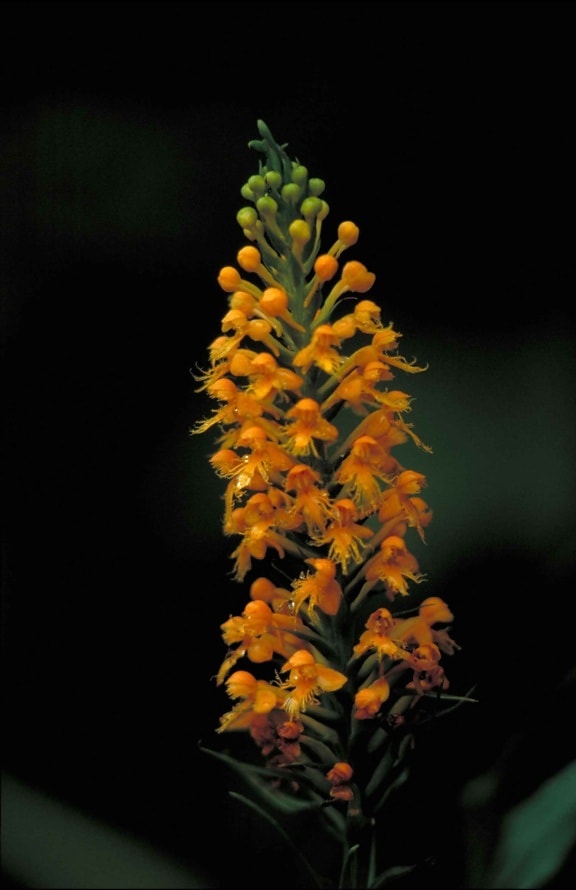 黄色、紋付き、蘭、オレンジの花、暗い、背景、プラタンテラ cristata