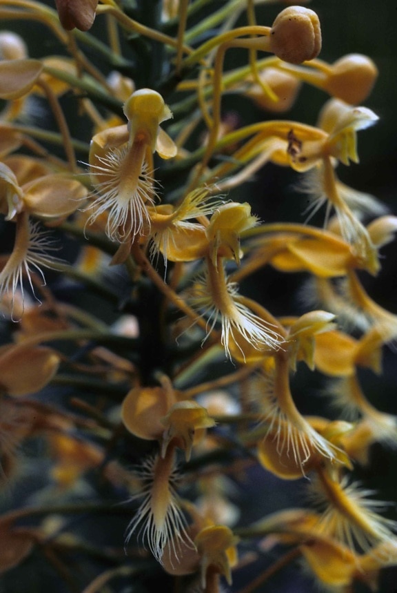 amarillo, con flecos, orquídea, planta, super macro, foto, habenaria, ciliaris