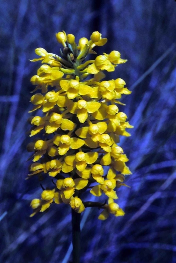 yellow, fringeless, orchid, habenaria, integra