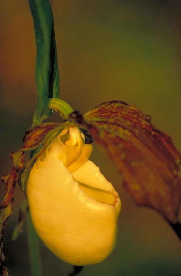 yellow, orchid, flower, blossom, cypripedium kentuckiense