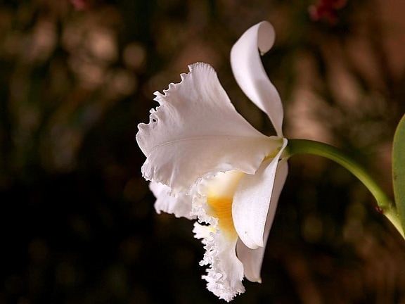 Orchidea, płatki