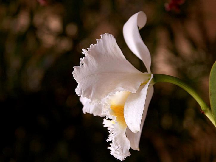orchidea, szirmok