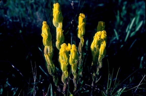 golden, paintbrush, flower, plant, castilleja, levisecta