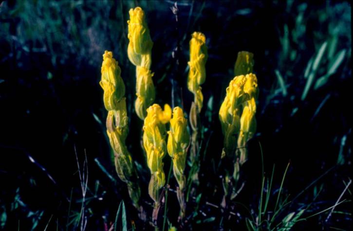 金色, 画笔, 花, 植物, castilleja, levisecta