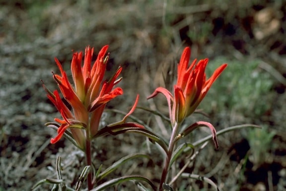 Indische Blume, Blüte, Flora